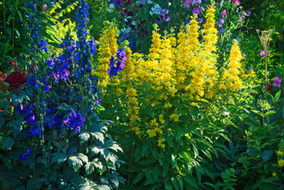 Garden plants in a sunny border